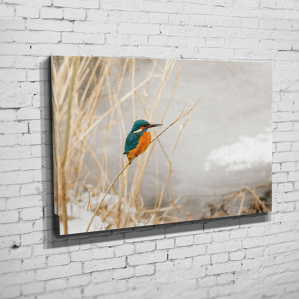 Ein Eisvogel an der Saale (BNR 304)
