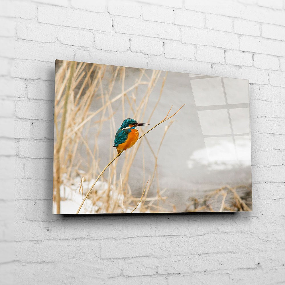 Ein Eisvogel an der Saale (BNR 304)