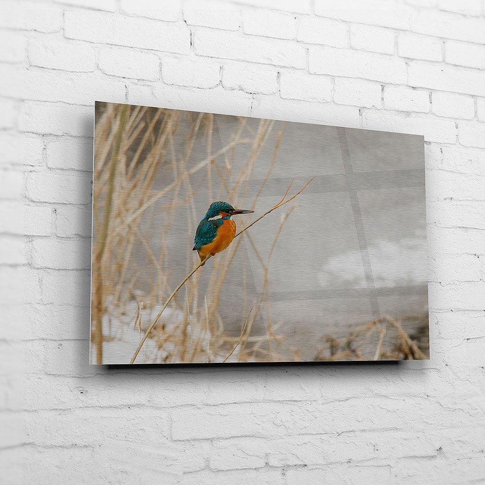 Ein Eisvogel an der Saale (BNR 304)